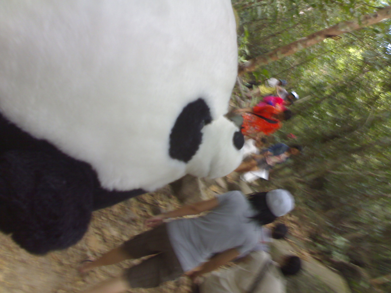 Panda010.jpg