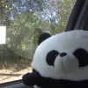 Panda008.jpg