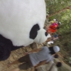 Panda010.jpg