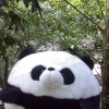 Panda011.jpg