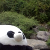 Panda013.jpg