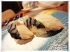 sushi_Den_005