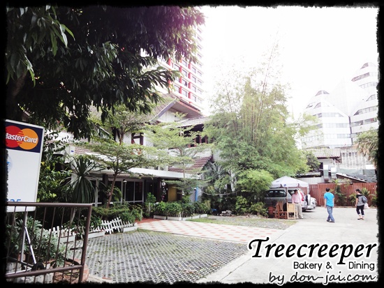 Treecreeper_Silom020