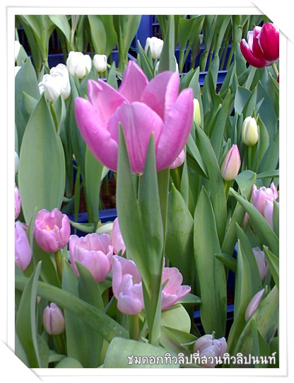 tulip_at_non_3.jpg