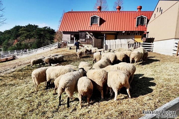 โดนใจไปญี่ปุ่น >> Rokkosan Pasture : ฟาร์มสัตว์ภูเขารกโกะ เดินเล่นกลางฝูงแกะ, โกเบ, ญี่ปุ่น
